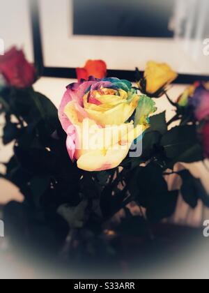 Regenbogen-rose Stockfoto