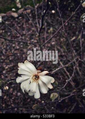 White Star Magnolia blüht im Februar im piemont von North Carolina Stockfoto