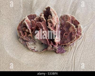 Großer roter und brauner Meeresschwamm, der am Strand aufgeschwemmt wurde, wie eine Blume Stockfoto