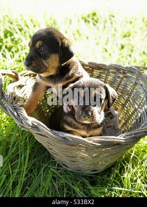 Welpen. Stockfoto