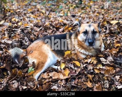 Süßer deutscher Hirte ruht im Herbst Stockfoto