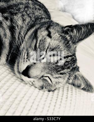 Nahaufnahme von Silver Tabby CAT Sleeping, schwarz und weiß Stockfoto