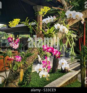 Orchideen an der Rezeption im Desa Visesa, einem Luxusresort in der Nähe von Ubud, Bali, Indonesien Stockfoto