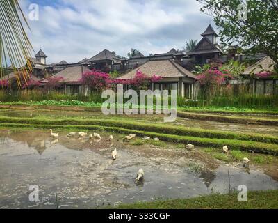 Enten auf den Reisfeldern neben den Villen in Desa Visesa, einem Luxusresort in der Nähe von Ubud, Bali, Indonesien Stockfoto