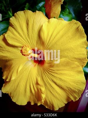 Gelber Hibiskus in voller Blüte. Stockfoto