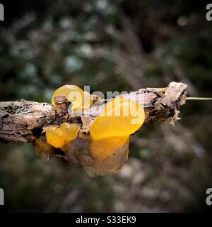 Orange Witches Butter (Dacrymyces palmatus) Orange Jelly Pilz. New Forest, Großbritannien Stockfoto