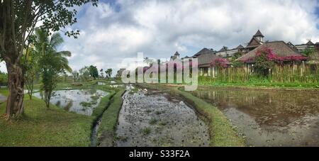 Enten auf den Reisfeldern neben den Villen in Desa Visesa, einem Luxusresort in der Nähe von Ubud, Bali, Indonesien Stockfoto