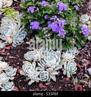 Steinrosen und violette Blumen Hintergrund - saftig - Nahaufnahme Stockfoto