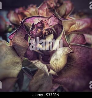 Trockenes Rosé in natürlichem Licht. Stockfoto