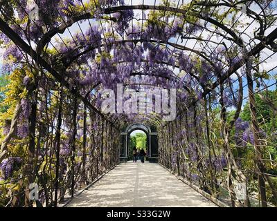 Lila Flieder im Garten des Schlosses Schönbrunn Stockfoto