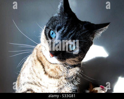 Meine Katze sieht genervt aus, während sie in der Sonne sitzt Stockfoto