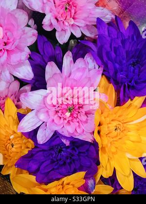 Bunte Hybrid-Chrysanthemum-Blumen in einem Blumenstrauß zum Verkauf - Rosa Blume, gelbe Blume, orangefarbene Blume, lila Blume - Farbstoffblumen Stockfoto