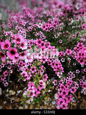 Der lebhafte rosafarbene Leptospermumstrauch blüht in einem Gartenblütenbett. Stockfoto