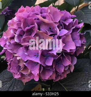 Nahansicht einer Pink Hydrangea im Garten Stockfoto
