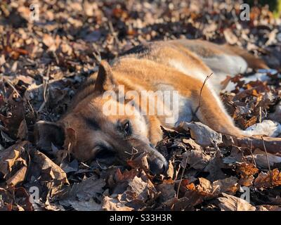 Süßer deutscher Hirte schläft im Herbst Stockfoto