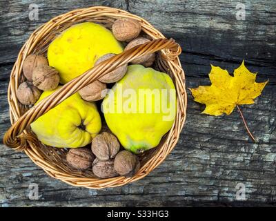 Korb mit Nüssen und Quitten auf rustikalem Holztisch Stockfoto