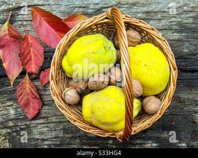 Korb mit Nüssen und Quitten auf rustikalem Holztisch Stockfoto