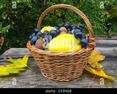 Korb mit Nüssen, Trauben und Quitten auf rustikalem Holztisch Stockfoto