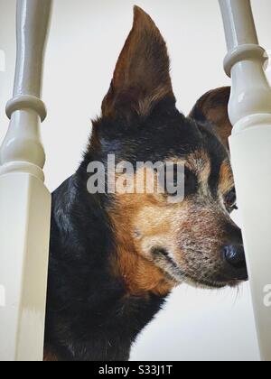 Eine Nahansicht des Seitenprofils eines alten, alternden Jack Russel Haustierhundes mit grauen Haaren und Flüstern rund um Schnauze, zwischen weißen Treppenhausspindeln zu Hause stehend Stockfoto