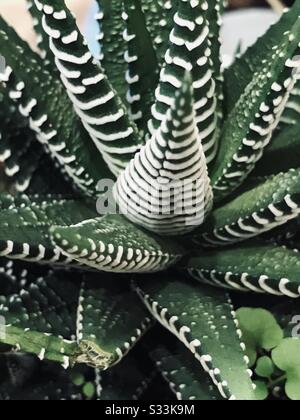 Haworthia Zebra Cactus Nahaufnahme - Sukkulente Topfpflanze - gezoomt - scharfe Kante saftige Kakteen an einem halbschattigen Ort - weißer & grüner Kaktus Stockfoto