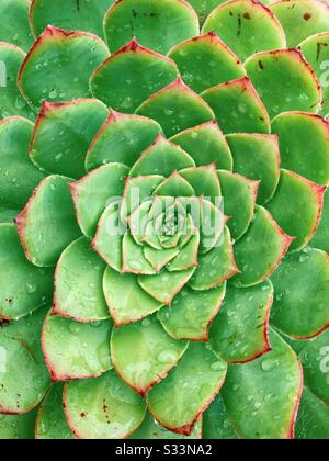 Sukkulenten nach dem Regen Stockfoto