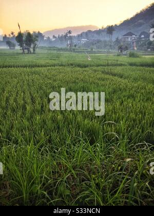Reisaddy, Candidasa, Bali, Indonesien Stockfoto