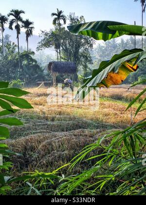 Reispfaddy aus Netted, Sengkidu, Candidasa, Bali, Indonesien Stockfoto