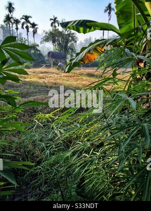 Reispfaddy aus Netted, Sengkidu, Candidasa, Bali, Indonesien Stockfoto