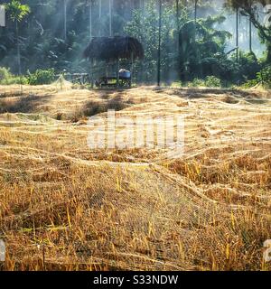 Reispfaddy aus Netted, Sengkidu, Candidasa, Bali, Indonesien Stockfoto