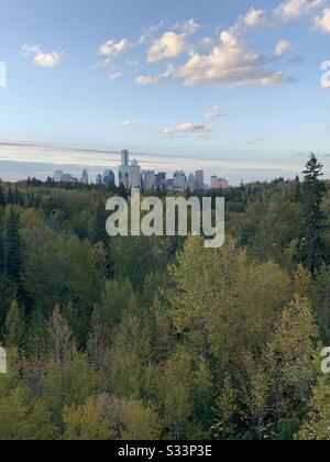 Blick auf die Skyline von Edmonton Alberta mit Herbstbäumen im Vordergrund Stockfoto