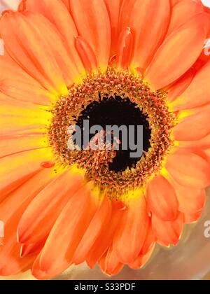 Nahaufnahme der prächtigen orangefarbenen Gerbera-Blume im Farbänderungsmodus, schöne Farbe und Petalen, Pistil mit weicher Mitte, Makroansicht der lustigen Form orangefarbene Blume Stockfoto