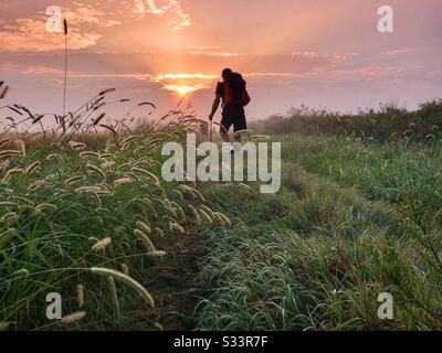 Ein einzelner Wanderer, der durch ein flauschiges Grünfeld auf einen erstaunlich schönen Sonnenaufgang zuläuft. Tau fällt im Vordergrund auf die Körnung. Stockfoto