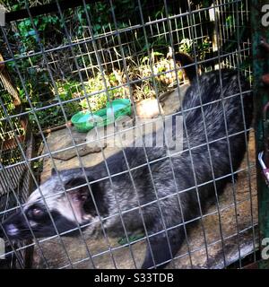 Das Caged Asian Palmencivet wurde für die Produktion von "kopi luwak" (luwak-kaffee), Tegallalang Rice Terrace Tourist Area, Bali, Indonesien, aufbewahrt Stockfoto