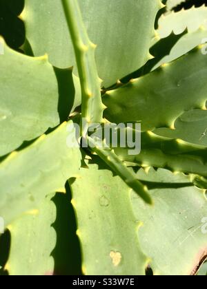 Nahaufnahme einer grünen Aloe. Stockfoto