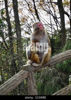 Affen durchstreifen den Zhangjjiajie National Forest Park in Hunan, China. Stockfoto