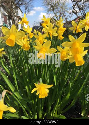 Narzissen im Frühjahr Stockfoto