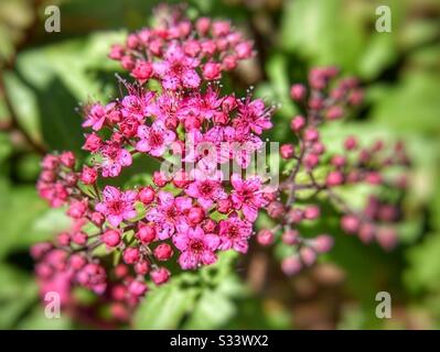 Rosa hübsche Blumen blühen auf Stockfoto