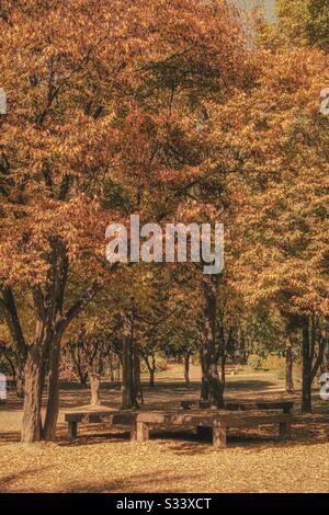 Traditioneller Holzstuhl im Garten, umgeben von gelben Herbstbäumen. Herbstgingko verlässt in Seoul, Südkorea von den Bäumen herabstürzende Blätter. Stockfoto