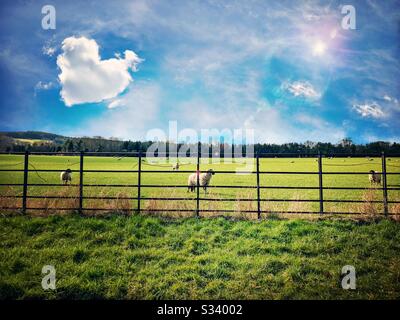 Herzförmige Wolken über Schafen, die ein grünes Bauernfeld beweiden, sind Sommer mit bunten Blendblumen und Bäumen in der Ferne Stockfoto