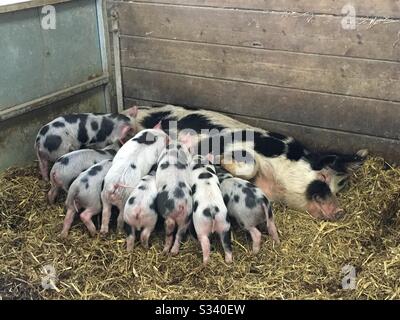 Ferkel füttern von ihrer Mutter Stockfoto