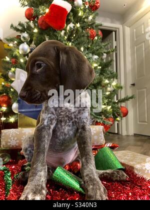 GSP Puppy nach 2 Monaten Stockfoto