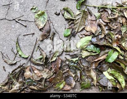 Haufen gestürzter Blätter auf einer Betonoberfläche Stockfoto