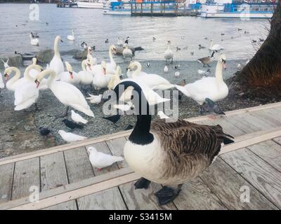 A Canada Goose und eine Bank von Swans am Ufer des Lake Windermere, Bowness, Lake District Stockfoto