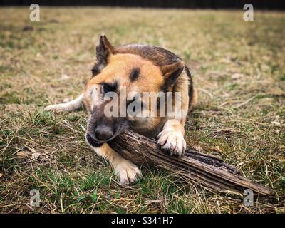 Deutscher Hirtenhund kaut glücklich auf einem Stock Stockfoto