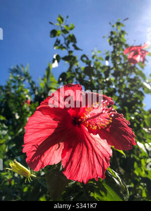 Rote Hibiskusblüte auf einem Hibiskusstrauch. Stockfoto