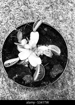 Vergossen Fleischfressende Pflanze alias Venus flytrap - kleine süße interessante Pflanze in der Baumschule gefunden und meinen Finger platziert, schloss sie ihre Lippen mit Dorn wie Kanten - Dornenpflanze- natürlicher Fliegeninsektenmörder Stockfoto