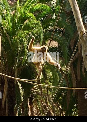 Ein Gibbon-Affe balanciert auf einem engen Seil in einem Zoo Stockfoto