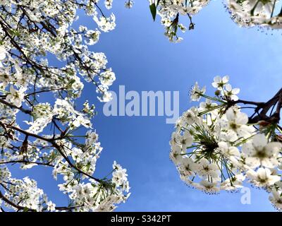 Bradford-Birnbaum in Blüte gegen blauen Himmel mit Kopierraum Stockfoto