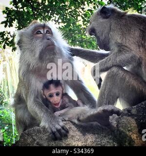 Erwachsene Frauen und Jugendliche Krabbenfresser oder langschwänzige Makaken im Kuala Lumpur Bird Park, Malaysia Stockfoto