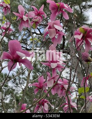 Rosafarbener magnolienbaum in voller Blüte Stockfoto
